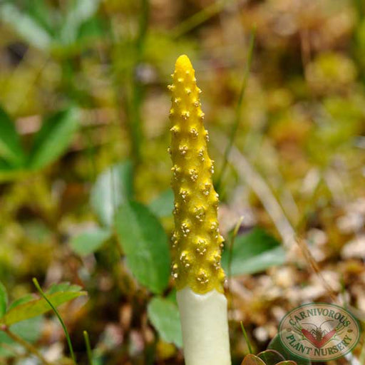 Golden Club | | Carnivorous Plant Nursery
