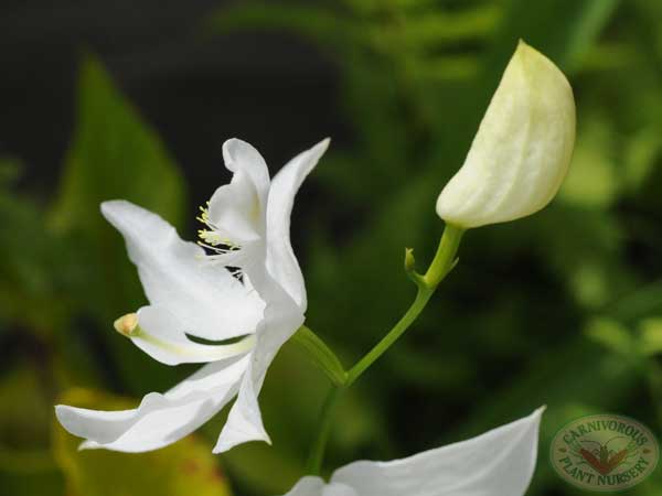 Grass Pink Orchid White | | Carnivorous Plant Nursery