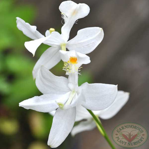 Grass Pink Orchid White | | Carnivorous Plant Nursery