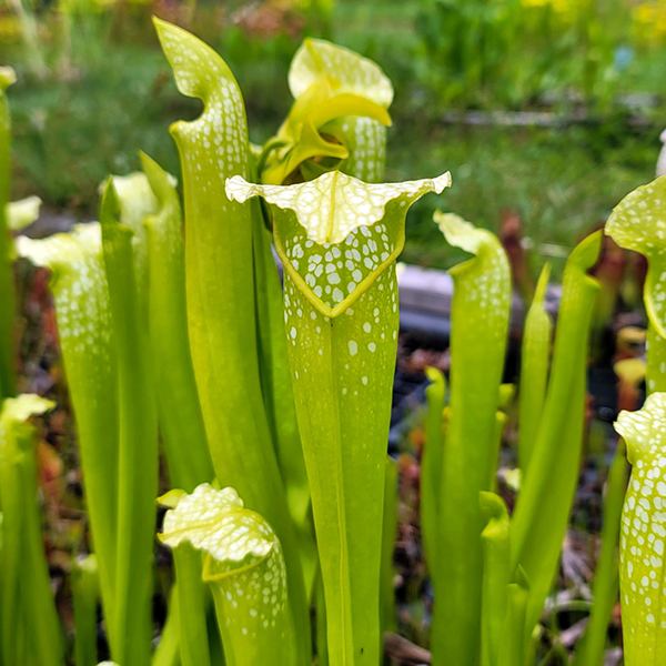 Sarracenia x Green Monster | | Carnivorous Plant Nursery