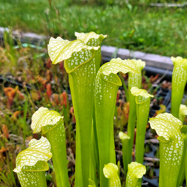 Sarracenia x Green Monster | | Carnivorous Plant Nursery