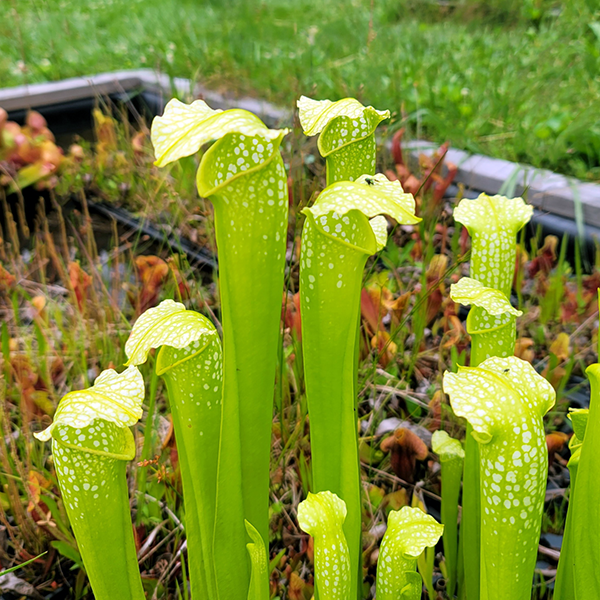 Sarracenia x Green Monster | | Carnivorous Plant Nursery