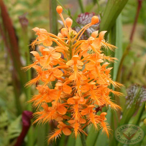 Fringed Orchid - Orange | | Carnivorous Plant Nursery