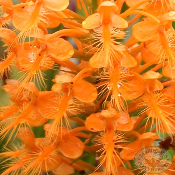 Fringed Orchid - Orange | | Carnivorous Plant Nursery