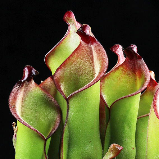 Heliamphora heterodoxa | | Carnivorous Plant Nursery