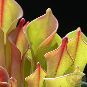 Heliamphora heterodoxa x minor | | Carnivorous Plant Nursery