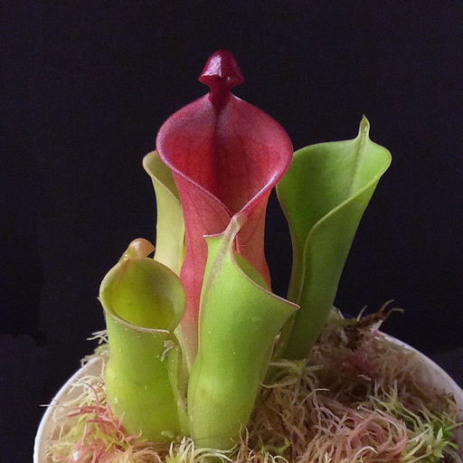 Heliamphora heterodoxa x minor | | Carnivorous Plant Nursery