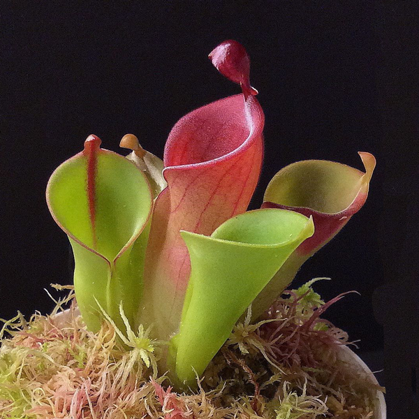 Heliamphora heterodoxa x minor | | Carnivorous Plant Nursery
