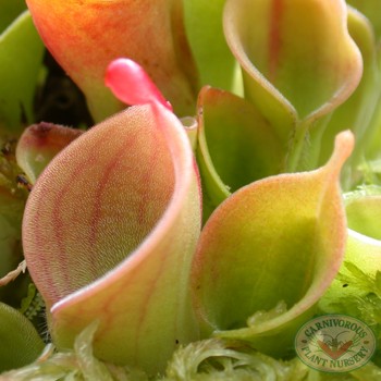 Heliamphora minor | | Carnivorous Plant Nursery
