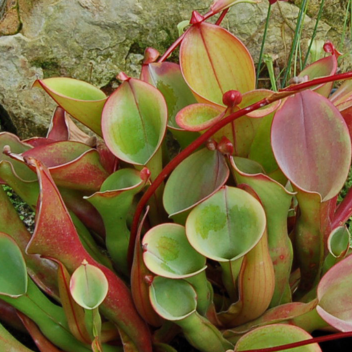 Heliamphora nutans | | Carnivorous Plant Nursery