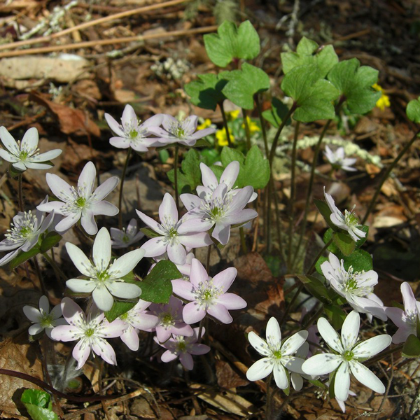 Sharped Lobed Hepatica | | Carnivorous Plant Nursery