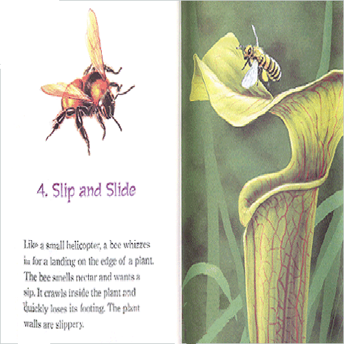 Hungry Plants | | Carnivorous Plant Nursery