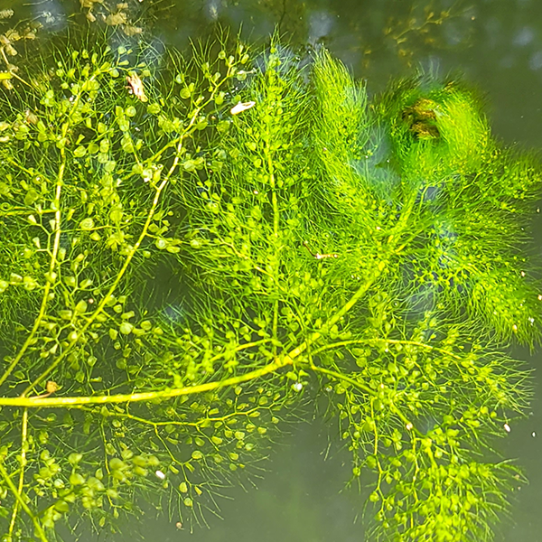 Utricularia inflata | | Carnivorous Plant Nursery