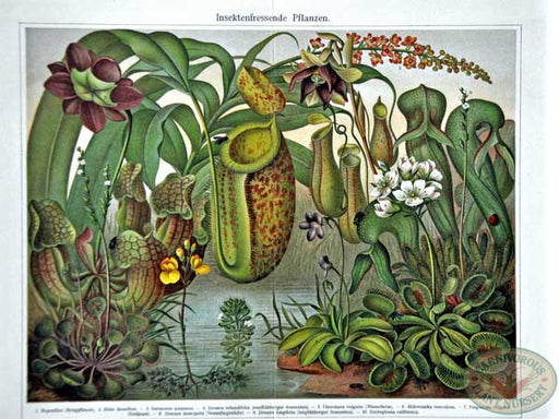 Lithograph Insektenfressend Meyer | | Carnivorous Plant Nursery