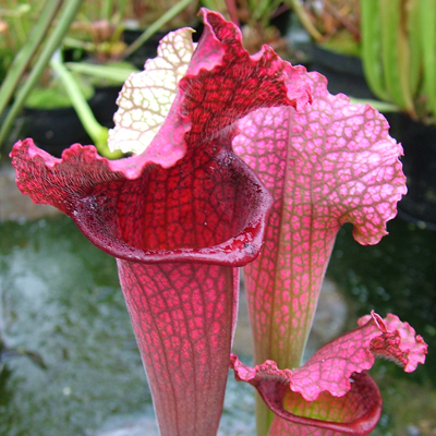 Sarracenia x Juthatip Soper | | Carnivorous Plant Nursery