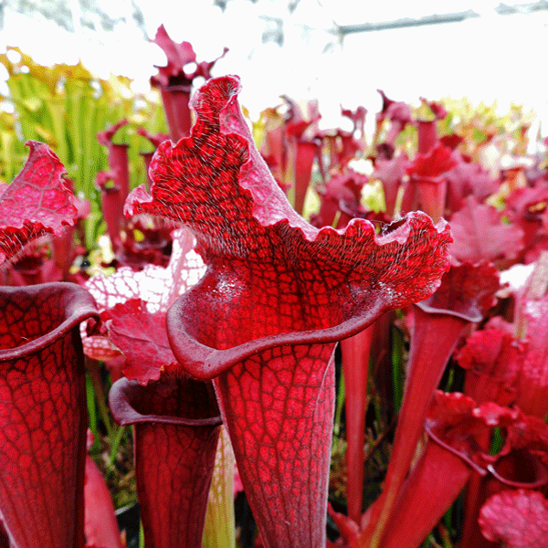 Sarracenia x Juthatip Soper | | Carnivorous Plant Nursery