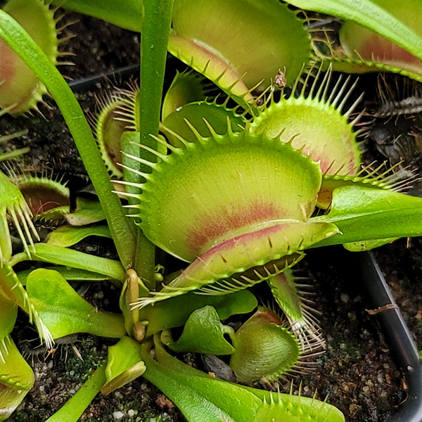 Venus Flytrap - King Henry | Large - 2.5" Potted | Carnivorous Plant Nursery