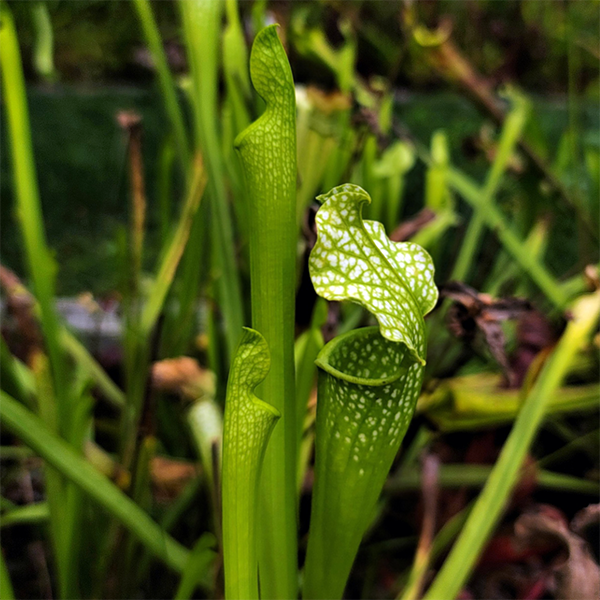 Sarracenia leucophylla x jonesii viridescens | | Carnivorous Plant Nursery