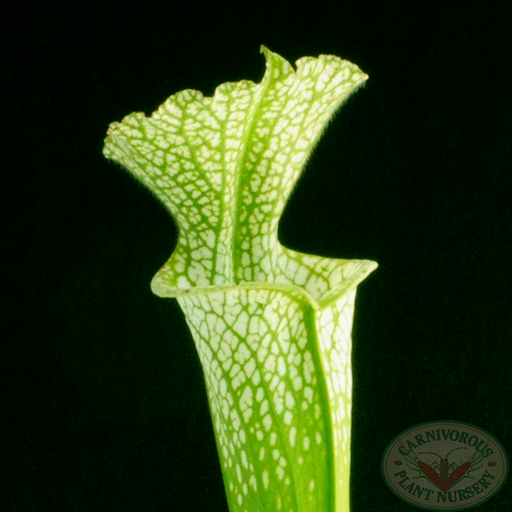 Sarracenia leucophylla viridescens | | Carnivorous Plant Nursery