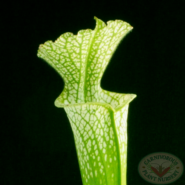 Sarracenia leucophylla viridescent