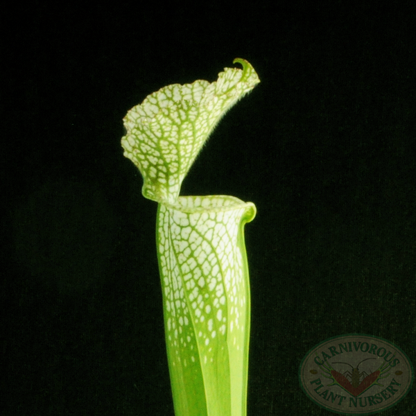 Sarracenia leucophylla viridescens | | Carnivorous Plant Nursery