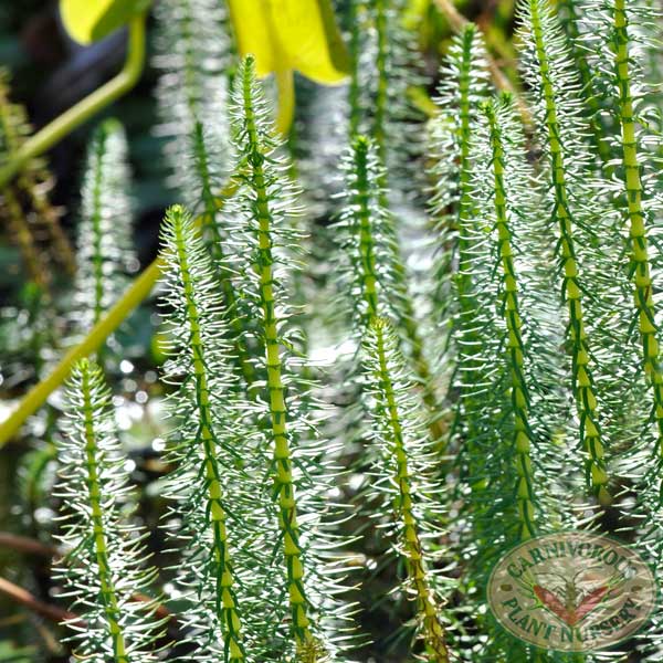 Mare's Tail | | Carnivorous Plant Nursery