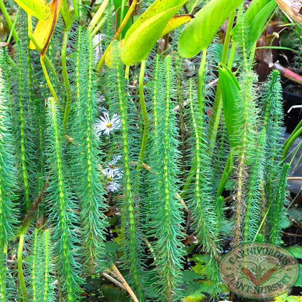 Mare's Tail | | Carnivorous Plant Nursery
