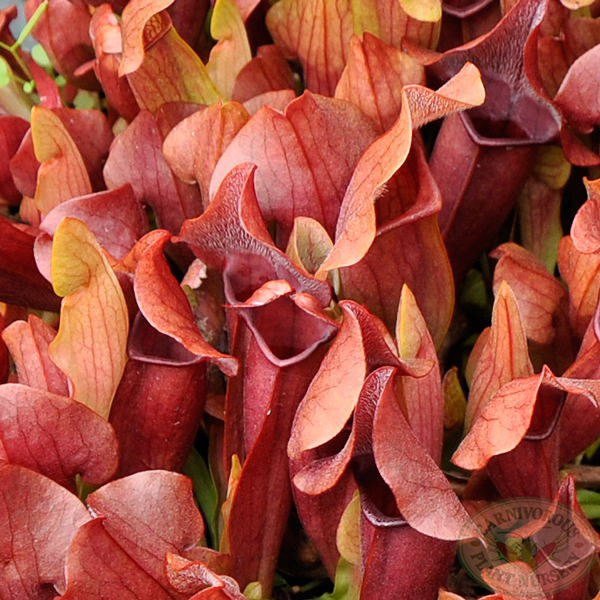 Sarracenia x Maroon | | Carnivorous Plant Nursery