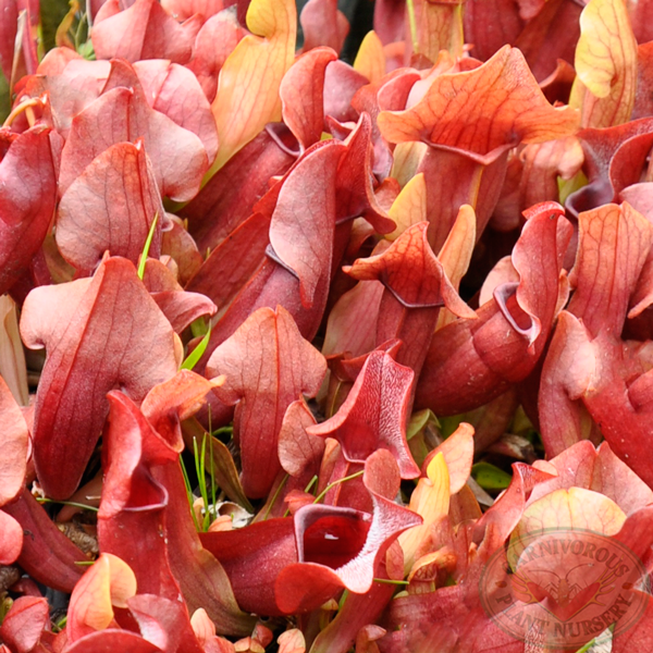 Sarracenia x Maroon | | Carnivorous Plant Nursery