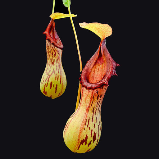 Nepenthes burkei | | Carnivorous Plant Nursery