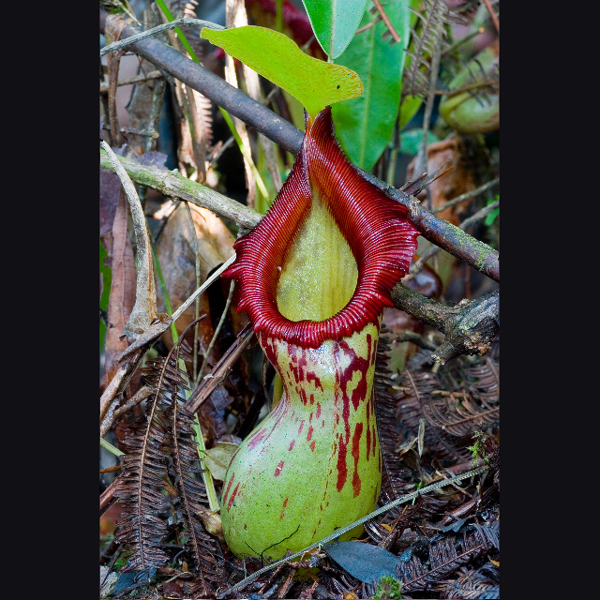 Nepenthes burkei | | Carnivorous Plant Nursery