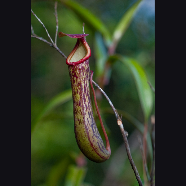 Nepenthes burkei | | Carnivorous Plant Nursery