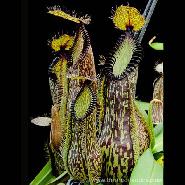 Nepenthes hamata