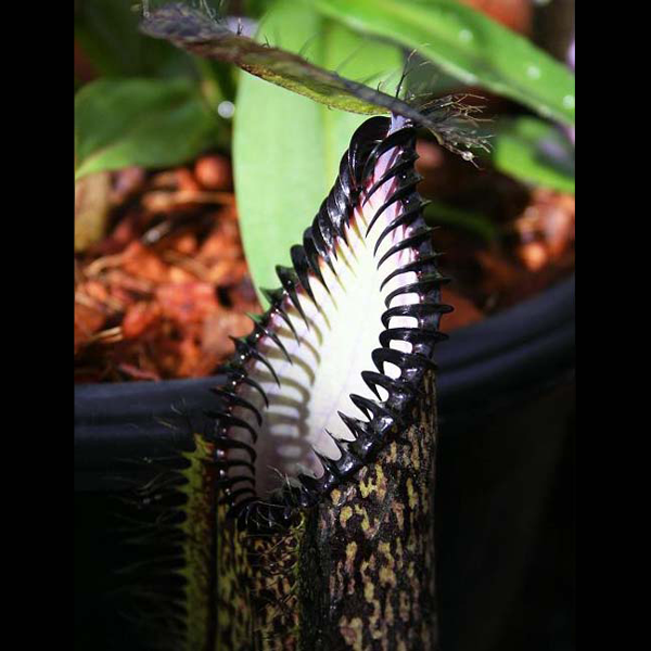Nepenthes hamata | | Carnivorous Plant Nursery