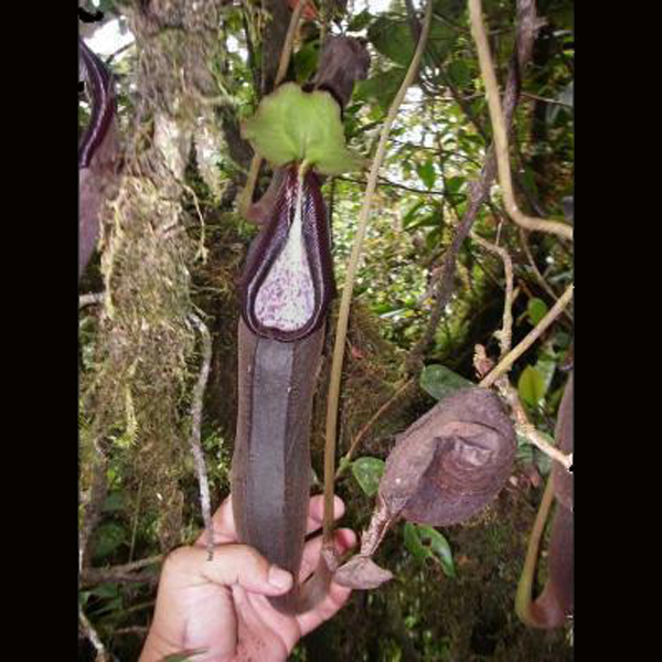 Nepenthes izumiae | | Carnivorous Plant Nursery
