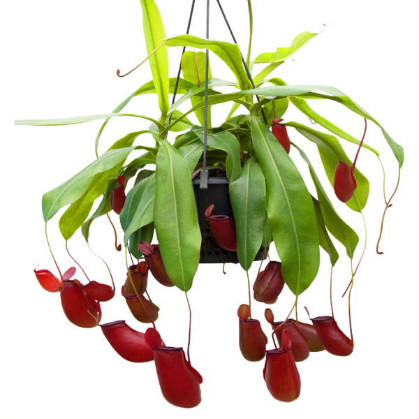 Nepenthes x Lady Luck | | Carnivorous Plant Nursery