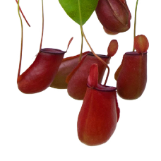 Nepenthes x Lady Luck | | Carnivorous Plant Nursery