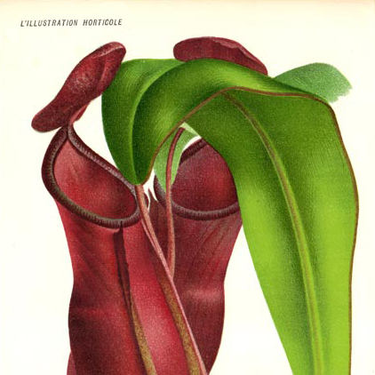 Lithograph Nepenthes mastersiana, 1886