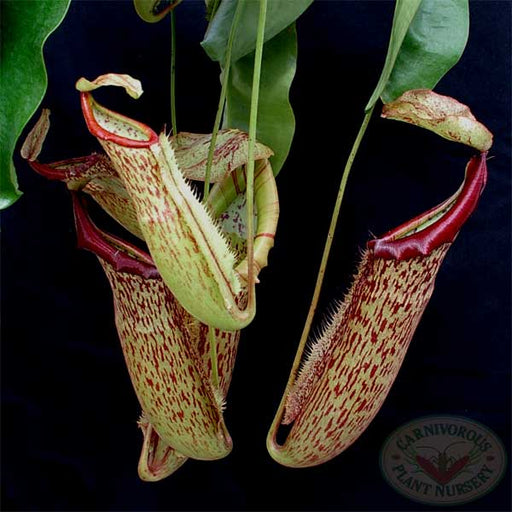 Nepenthes x Miranda | | Carnivorous Plant Nursery