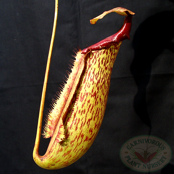 Nepenthes x Miranda | | Carnivorous Plant Nursery
