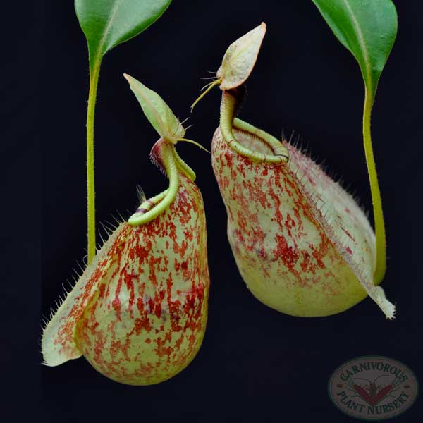Nepenthes rafflesiana | | Carnivorous Plant Nursery