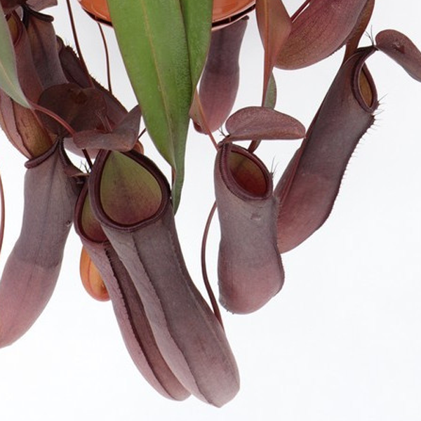 Nepenthes x Rebecca Soper