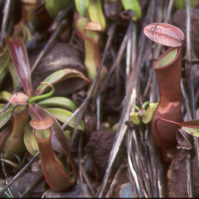Nepenthes reinwardtiana | | Carnivorous Plant Nursery