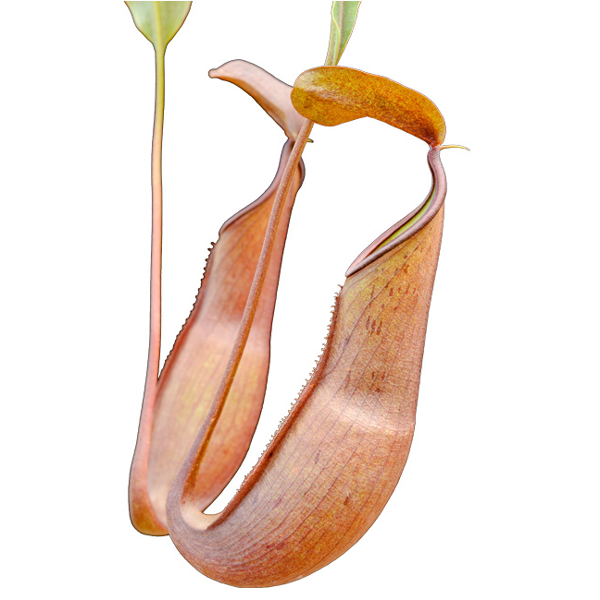 Nepenthes reinwardtiana | | Carnivorous Plant Nursery