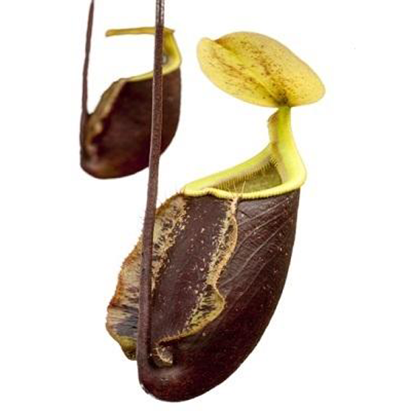 Nepenthes x Suki | | Carnivorous Plant Nursery