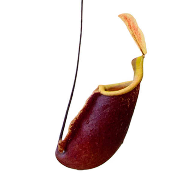 Nepenthes x Suki | | Carnivorous Plant Nursery