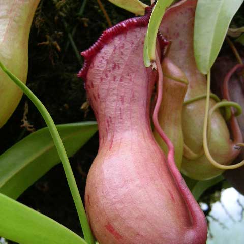 Nepenthes ventricosa | Medium - 2.5" Potted | Carnivorous Plant Nursery