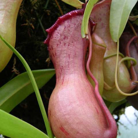 Nepenthes ventricosa