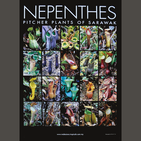 Nepenthes Poster | | Carnivorous Plant Nursery