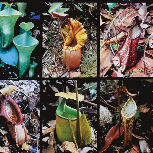 Nepenthes Poster | | Carnivorous Plant Nursery